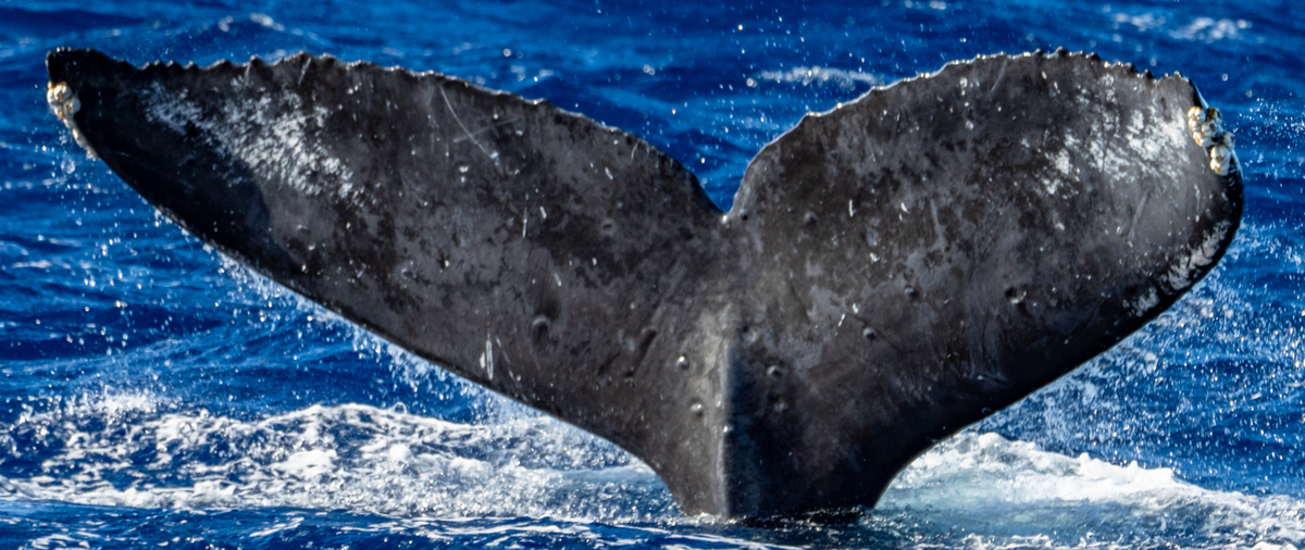 Fluke of HW-MN0444733