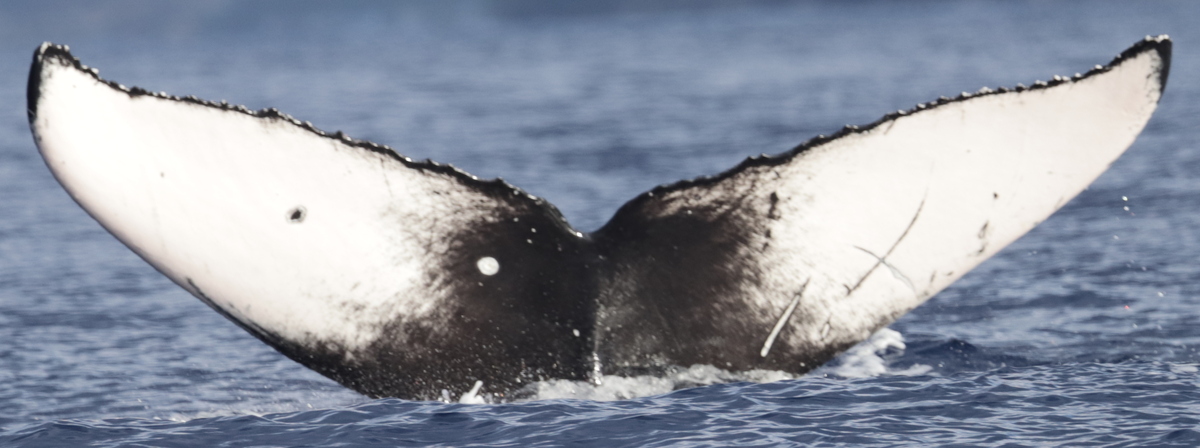 Fluke of X_pialidocious (BC)