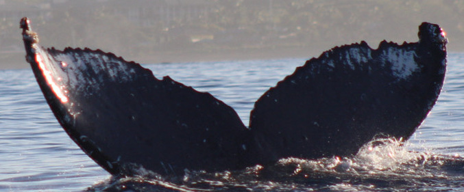 Fluke of CRC-22515