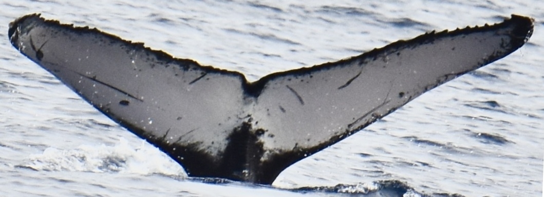 Fluke of HW-MN0444758