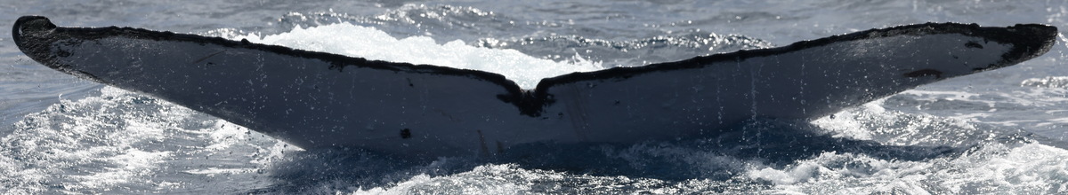 Fluke of HW-MN0444760