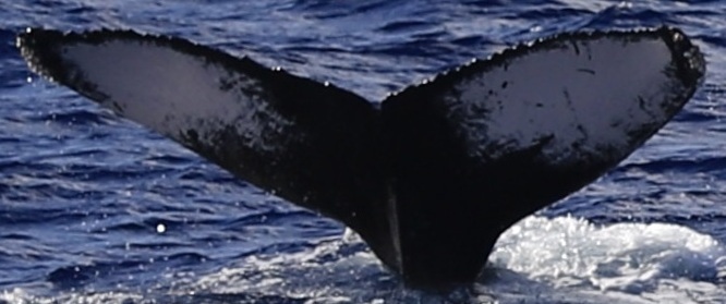 Fluke of HW-MN0444762