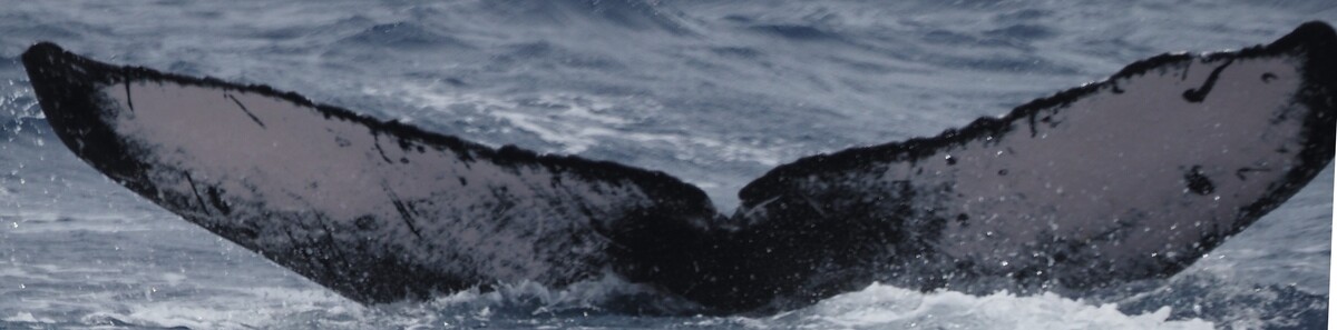 Fluke of HW-MN0444767
