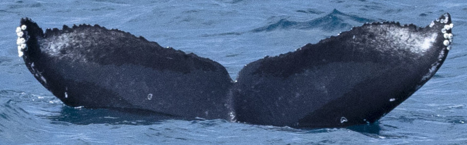 Fluke of HW-MN0444777