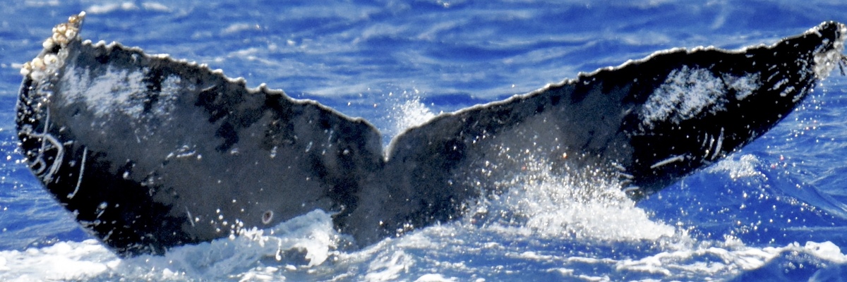 Fluke of HW-MN0444783