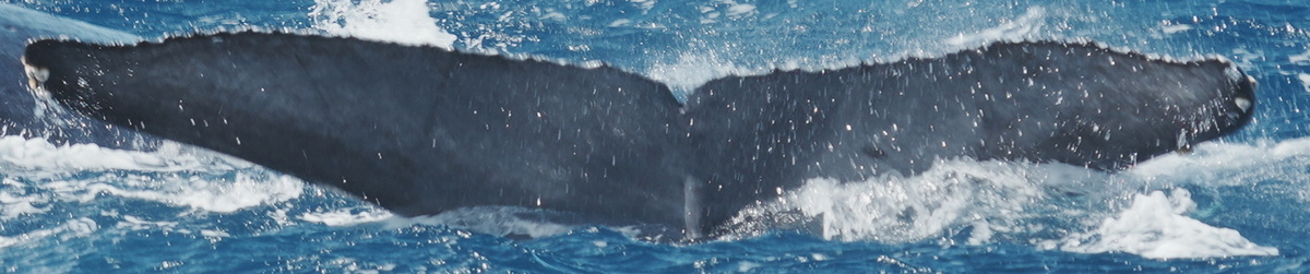 Fluke of HW-MN0444794