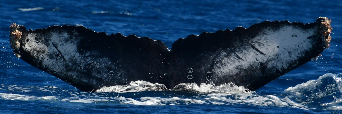 Fluke of CRC-22516