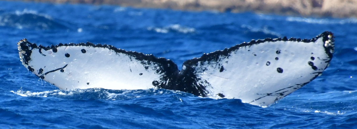 Fluke of HW-MN0523996