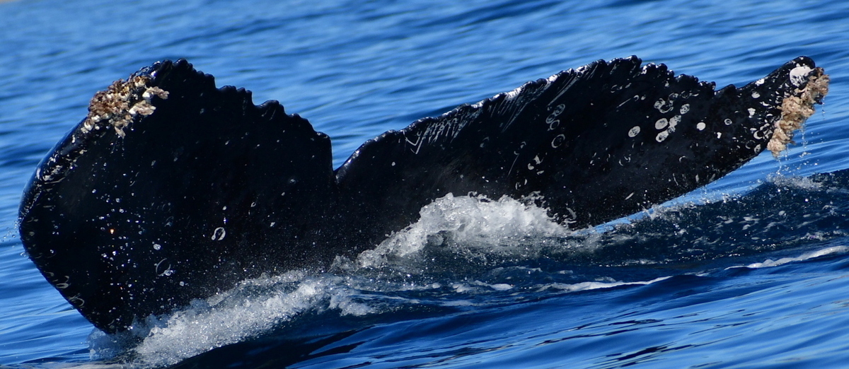 Fluke of HW-MN0524036