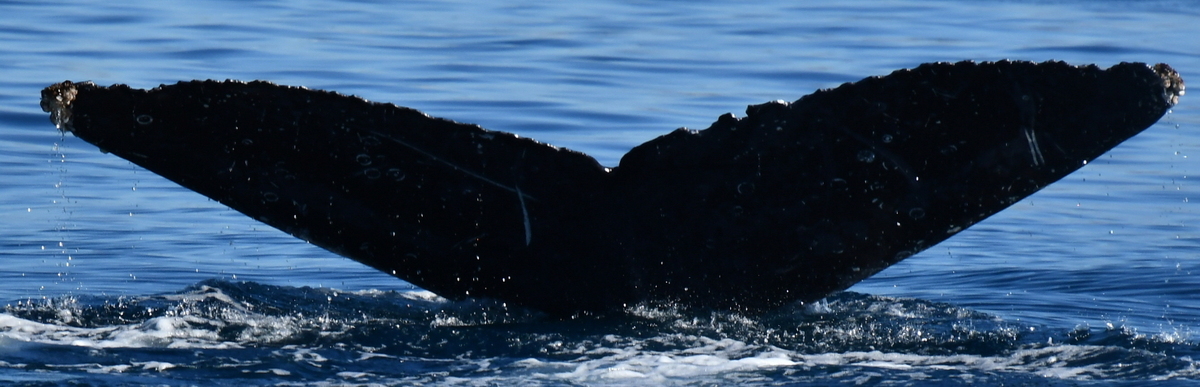 Fluke of HW-MN0524037
