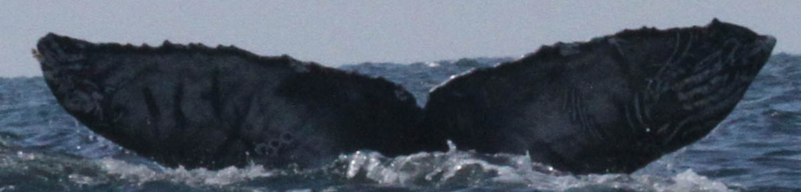 Fluke of CRC-22519