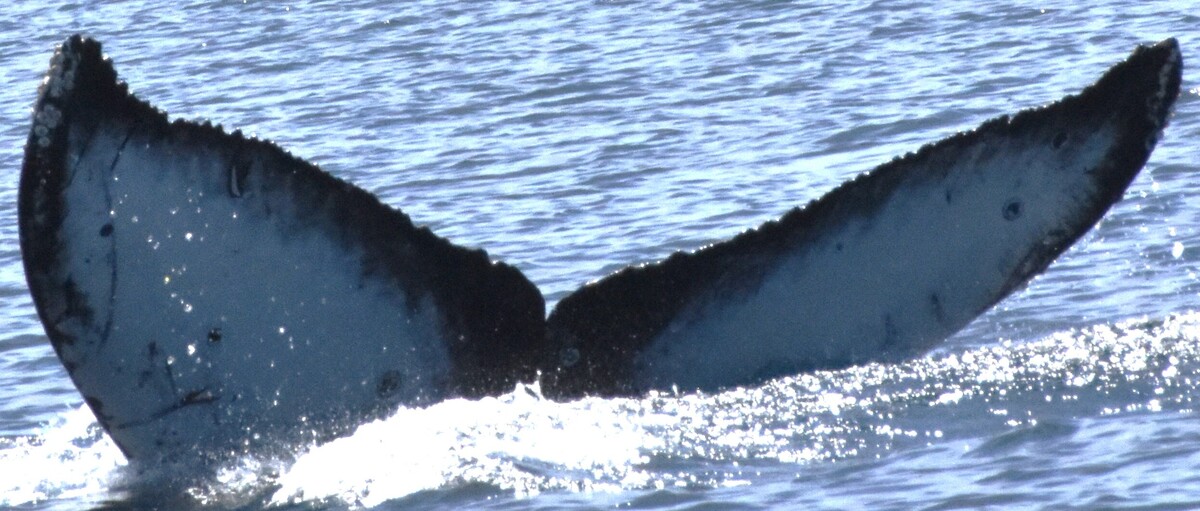 Fluke of CRC-22522