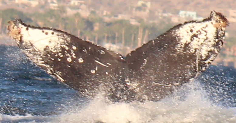 Fluke of HW-MN0524079