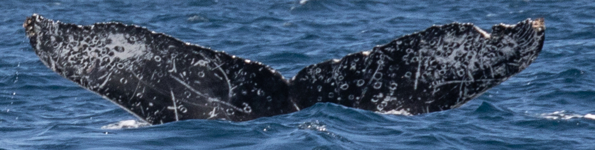 Fluke of HW-MN0524083