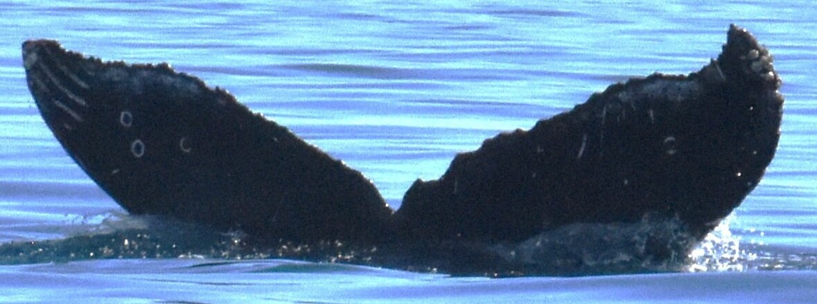Fluke of HW-MN0524088