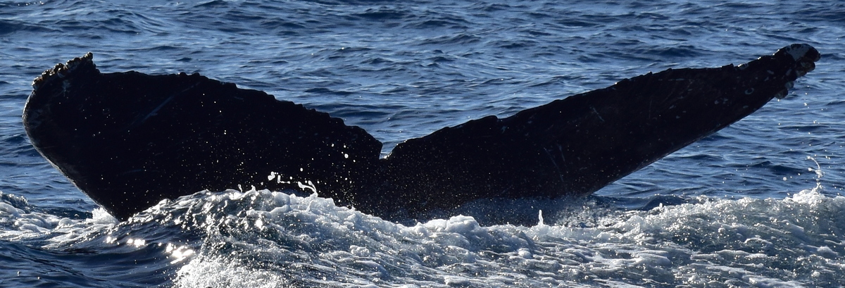 Fluke of HW-MN0524096