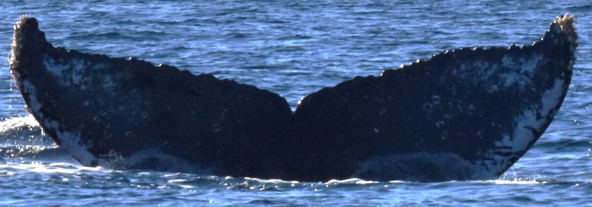 Fluke of HW-MN0524098