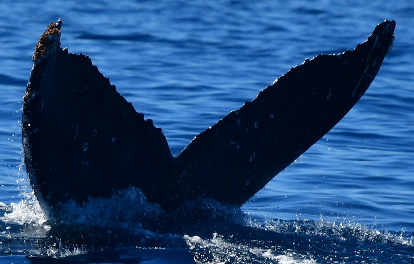 Fluke of CRC-22523