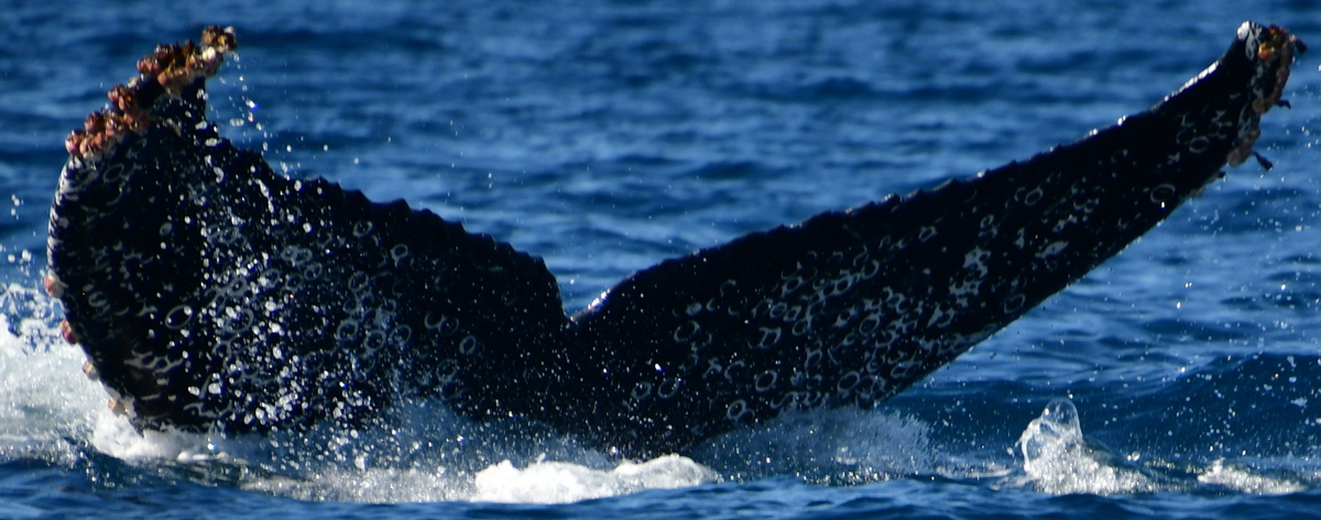 Fluke of CRC-22524