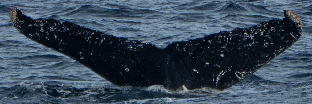 Fluke of HW-MN0524110