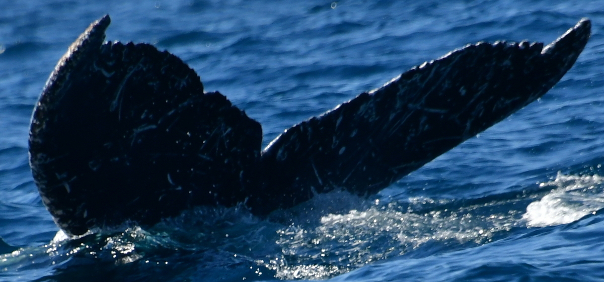 Fluke of HW-MN0524112