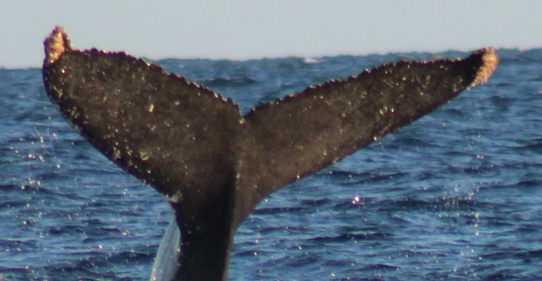 Fluke of HW-MN0524113