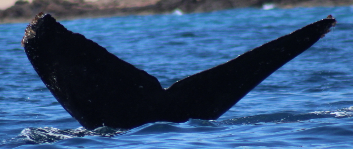 Fluke of HW-MN0524119