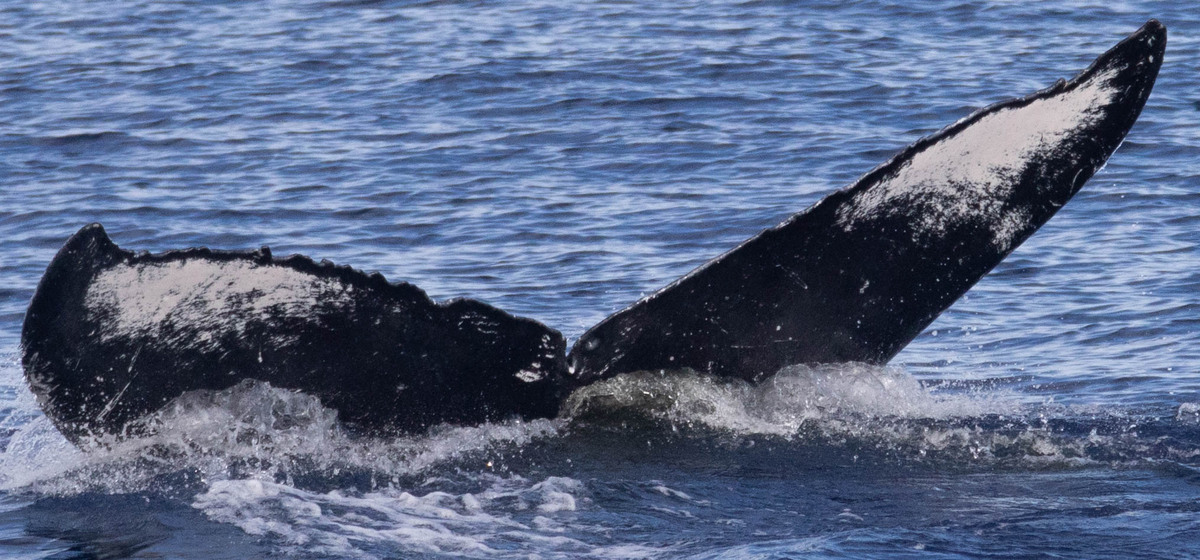 Fluke of HIHWNMS-2024-3-12_G01A07