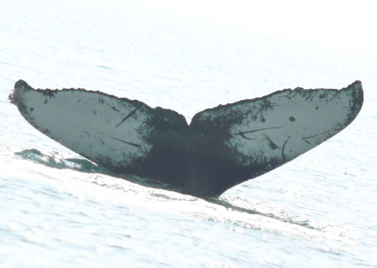 Fluke of FIBB-2BB460