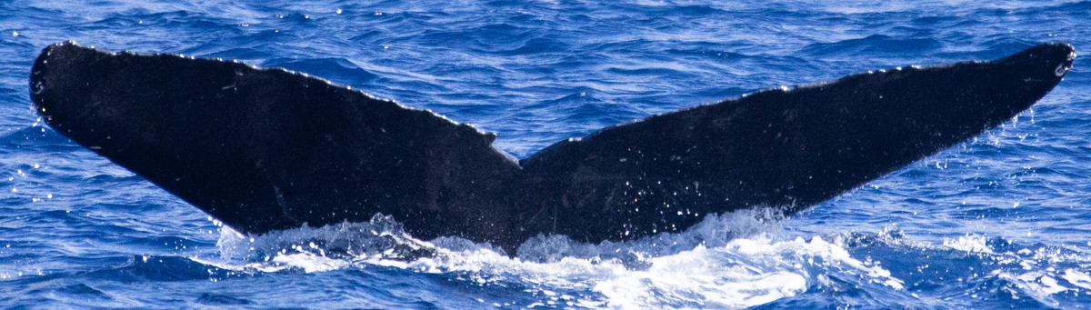Fluke of HIHWNMS-2024-3-17_G01A02