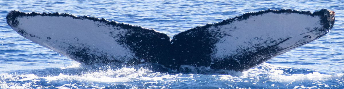Fluke of Palmer