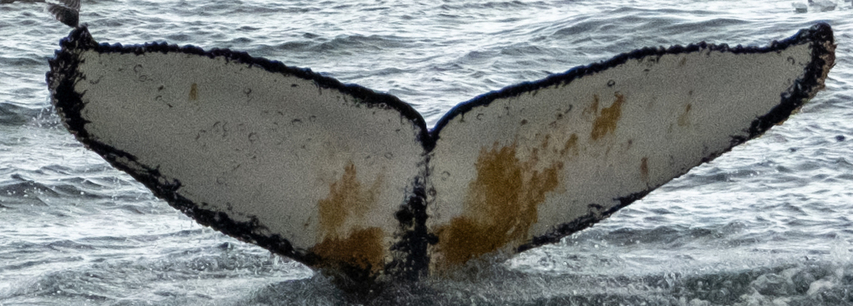 Fluke of HW-MN1305970