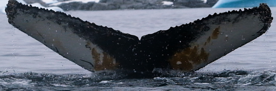 Fluke of HW-MN1305972