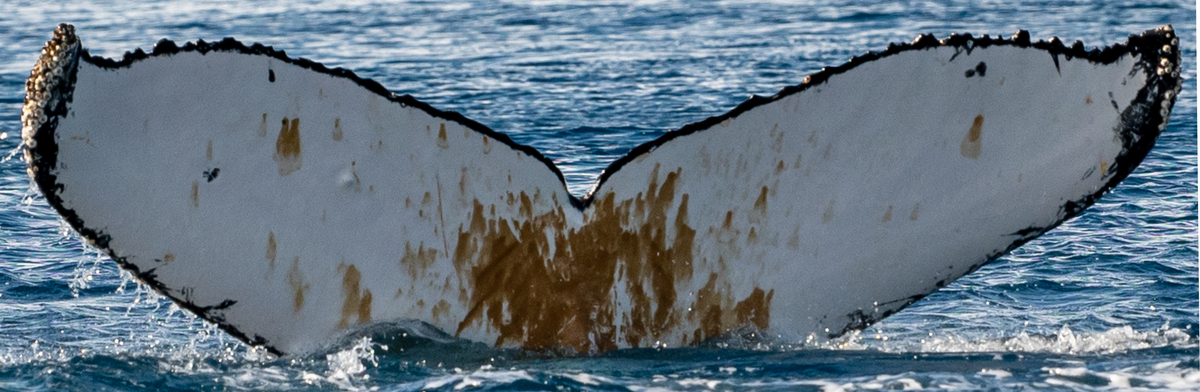 Fluke of HW-MN1305977