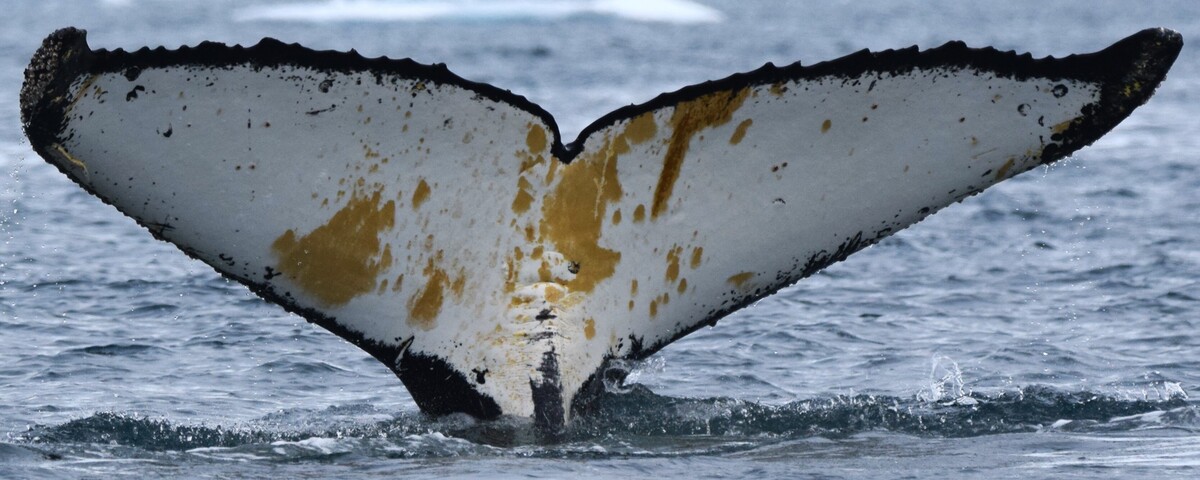 Fluke of HW-MN1305979