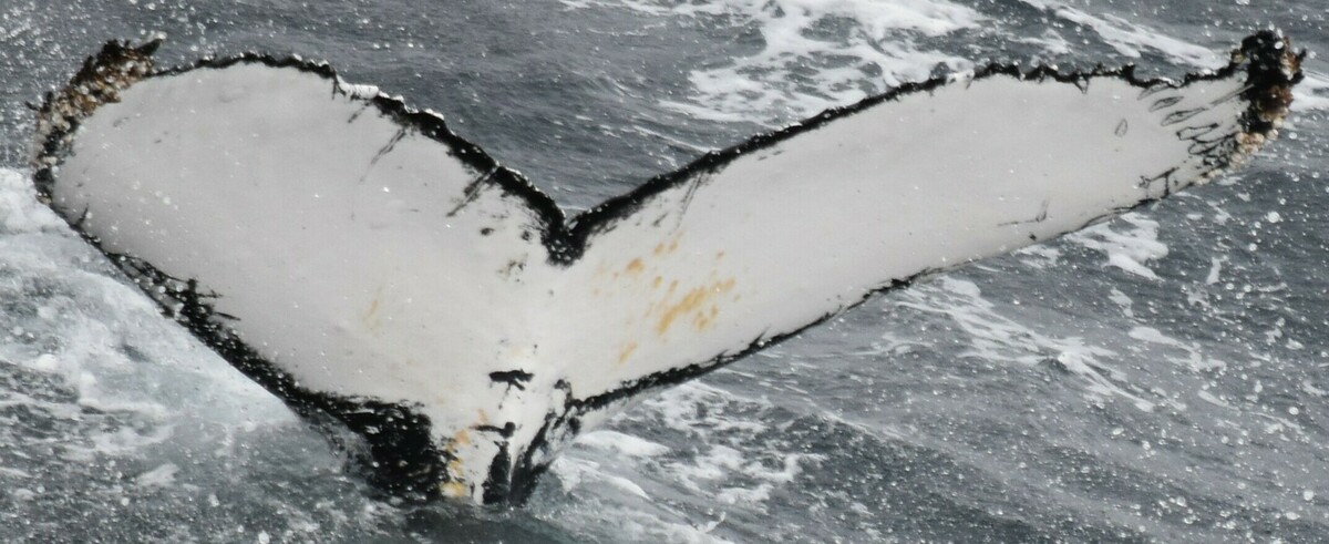 Fluke of HW-MN1305983