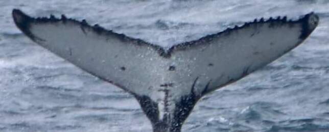 Fluke of 努努 (Nunu - Antarctica)