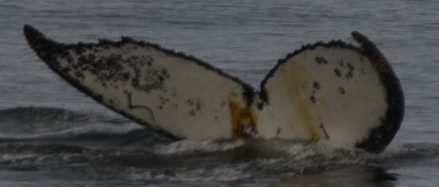 Fluke of HW-MN1306045