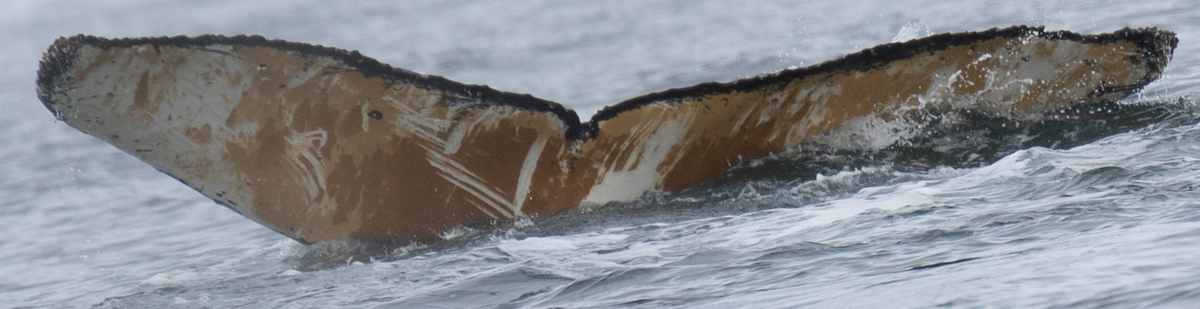 Fluke of HW-MN1306048