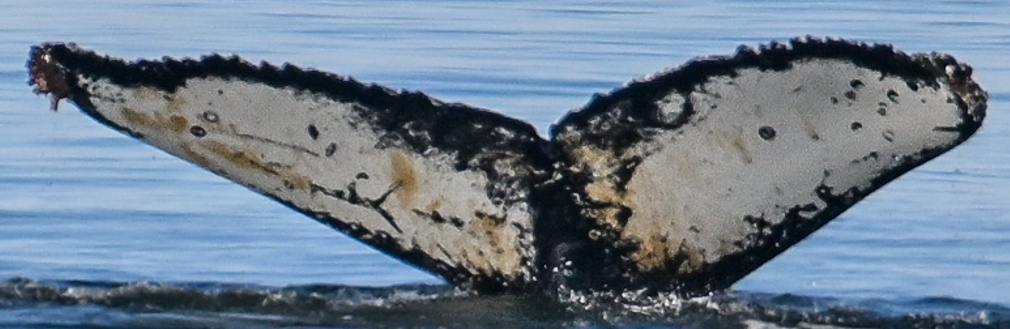 Fluke of HW-MN1306066