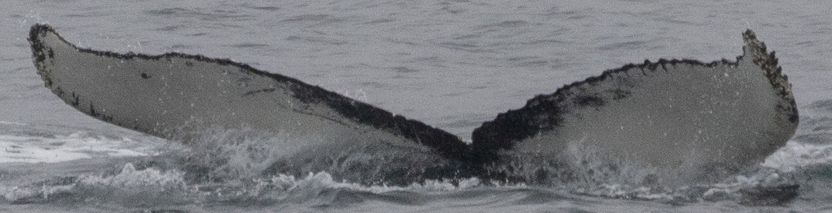 Fluke of HW-MN1306075