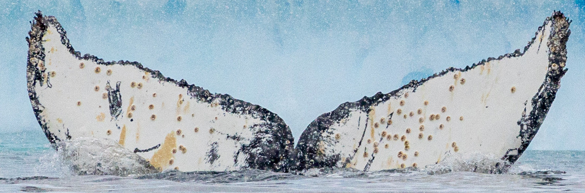 Fluke of HW-MN1306076