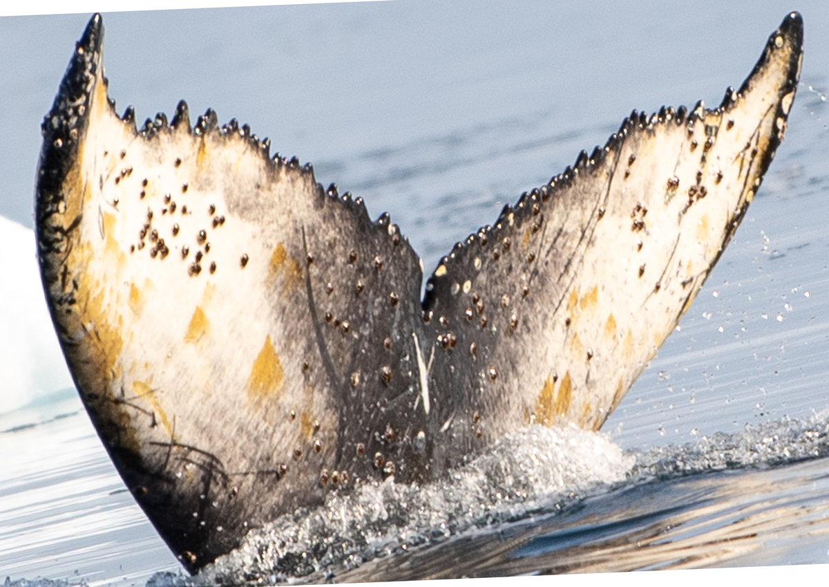 Fluke of Mamita (Antarctica)