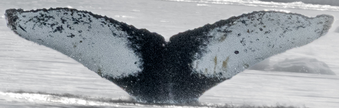 Fluke of HW-MN1306097