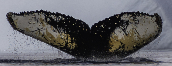 Fluke of HW-MN1306108
