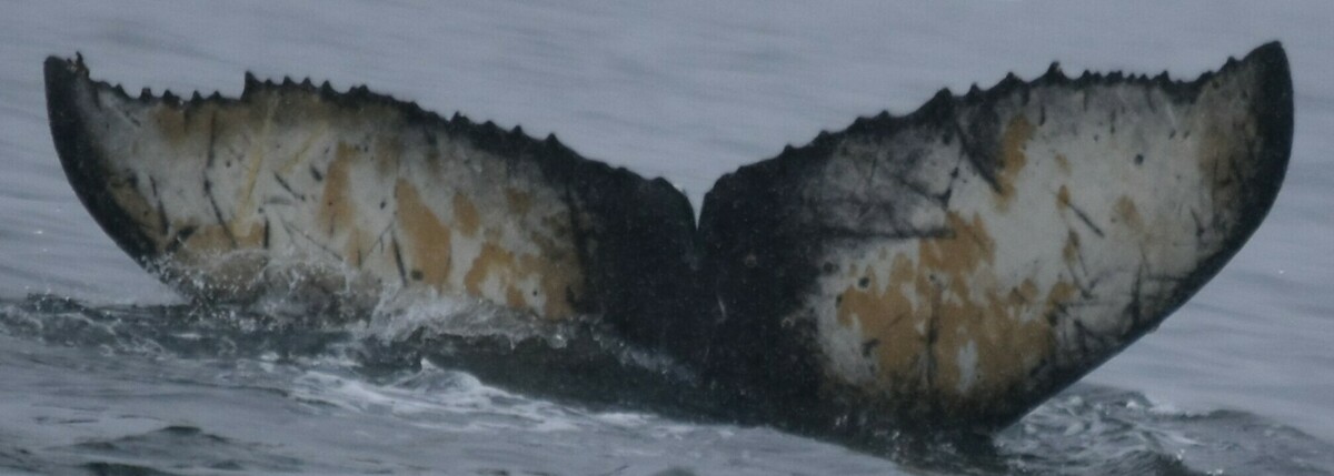 Fluke of HW-MN1306110