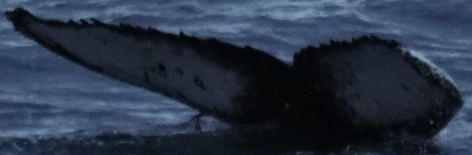 Fluke of HW-MN1306114