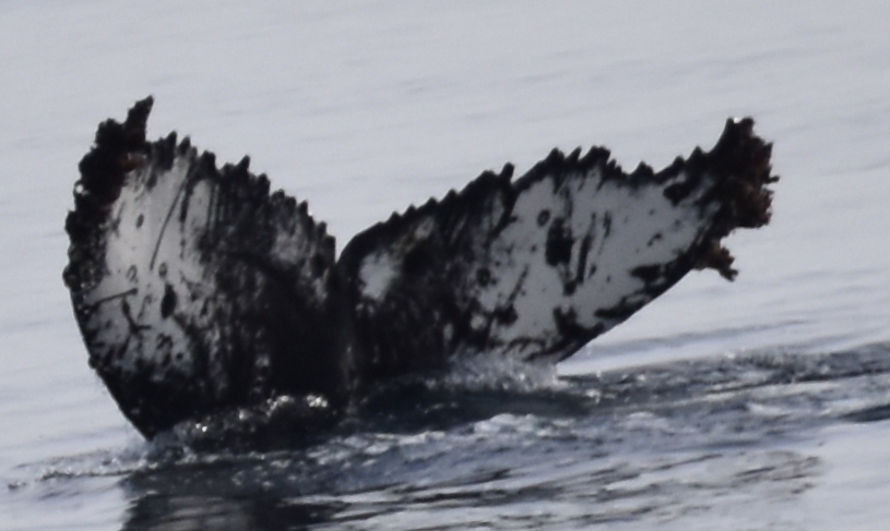 Fluke of HW-MN1306120