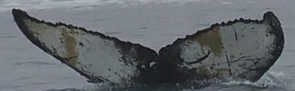 Fluke of HW-MN1306123