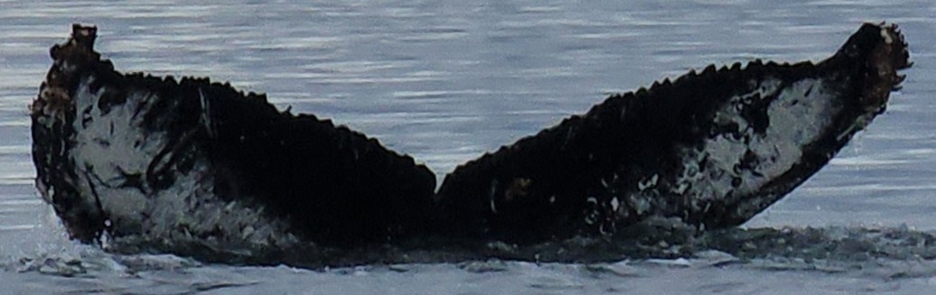 Fluke of HW-MN1306138